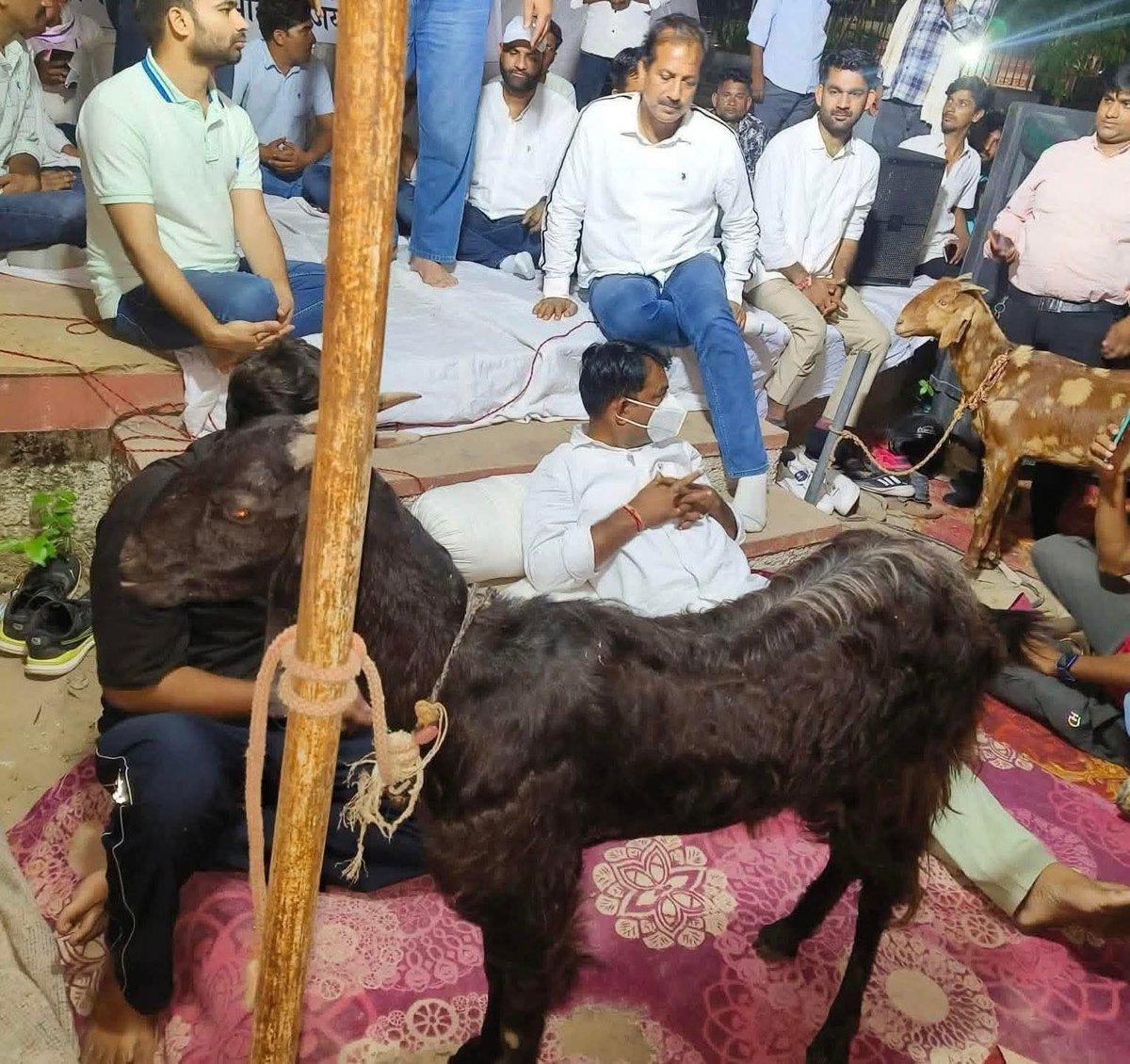सरकार ने क्या सोचा था 5 बकरियां बांटकर मुद्दे को दबा दोगे  #नरेश_मीणा जैसे लीडर ने सच को सबके सामने ला दिया 
आदिवासी की जान की कीमत बकरिया देकर की जा रही हैं 
दूसरी ओर लाखों करोड़ों बाटे जाते है

#झालावाड़_पीड़ितों_को_न्याय_दो
