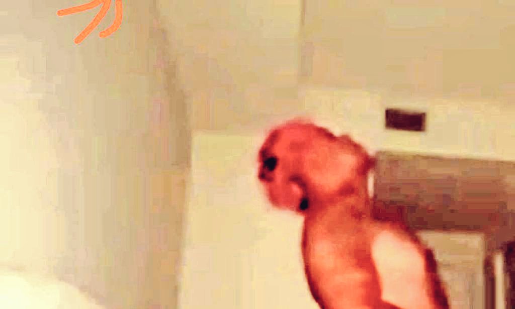 xxx porn hub tweet media