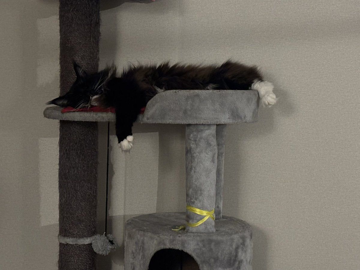 Ну только посмотрите как Жулик спит