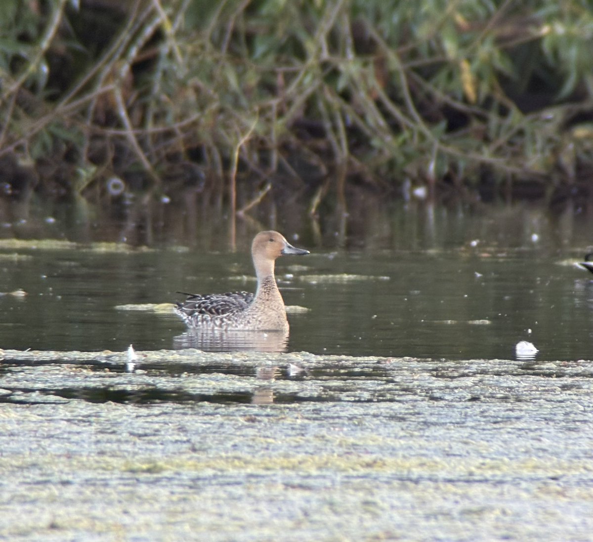 33 Calling Pinkfeet over Castle Howard this evening was a surprise given the paucity of records elsewhere. The first Pintail also back plus Great Egret still <a href="/YorkBirding/">York Birding</a>