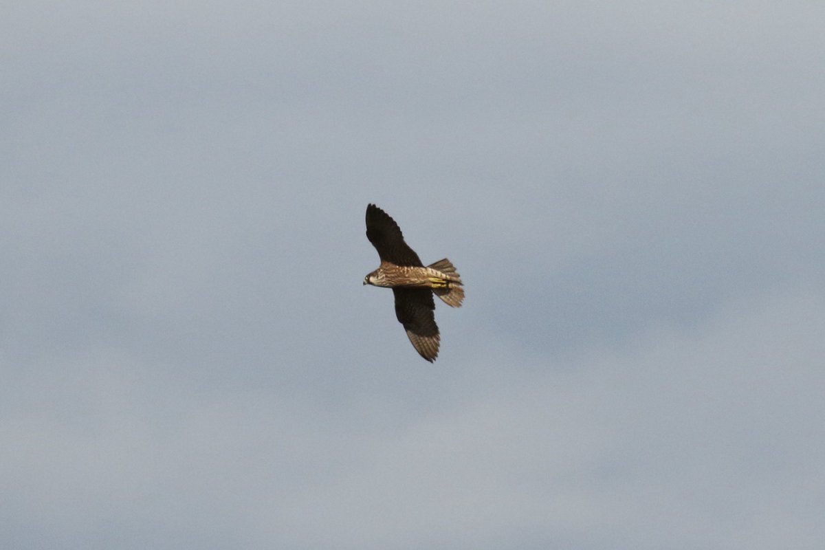 John McNally tweet media