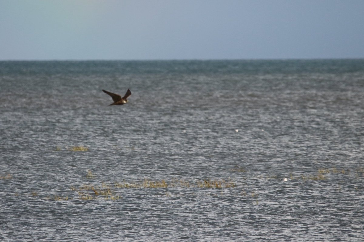 John McNally tweet media