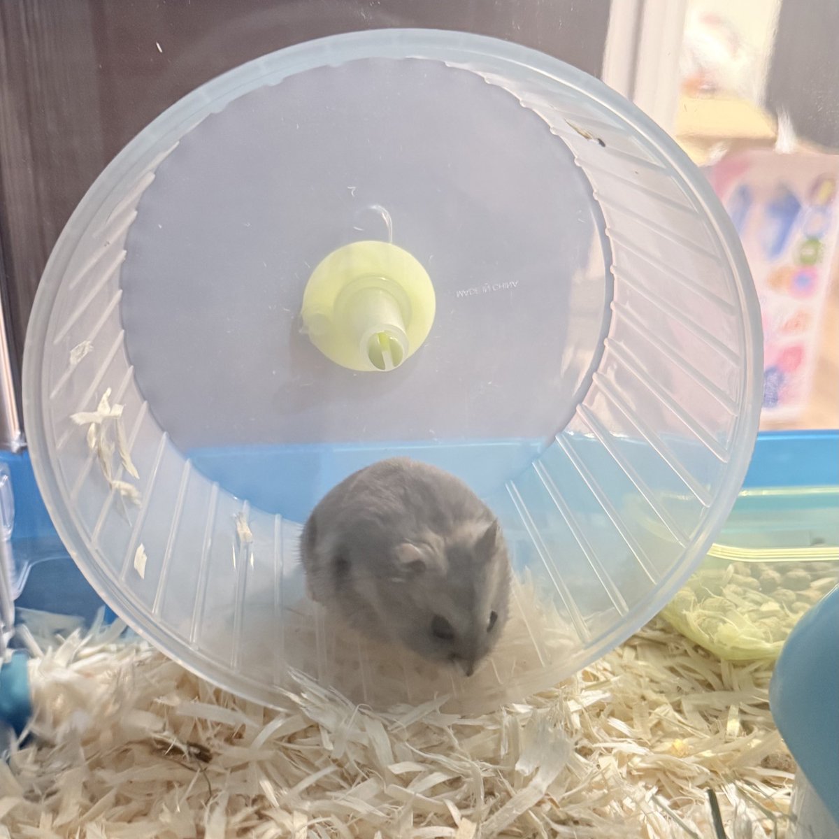 マイハウスのニューカマー