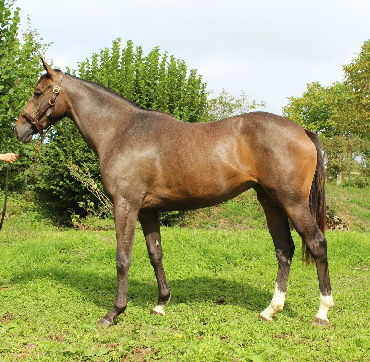 Bluey f.2yo born to win.
See auctav.com/fr/fichecheval…