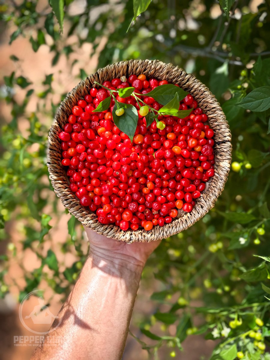 In 2014, I explored Peru’s Belén Market in Iquitos, snagging Ají Charapita—pea-sized chilis bursting with citrusy heat for pennies. A jungle staple, not a myth. Value isn’t just dollars; it’s culture in every bite. #ajícharapita #roja #iquitosperu #pepperguru