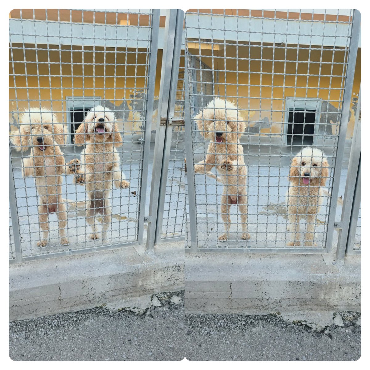 Ricevo,COCO E GISELLE ....1 ANNO E MEZZO ,LAGOTTI IN CANILE...MEGLIO DI COME STAVANO E NON AGGIUNGO ALTRO
Per info Manuela Martin 348 363 7501 Nocera inferiore