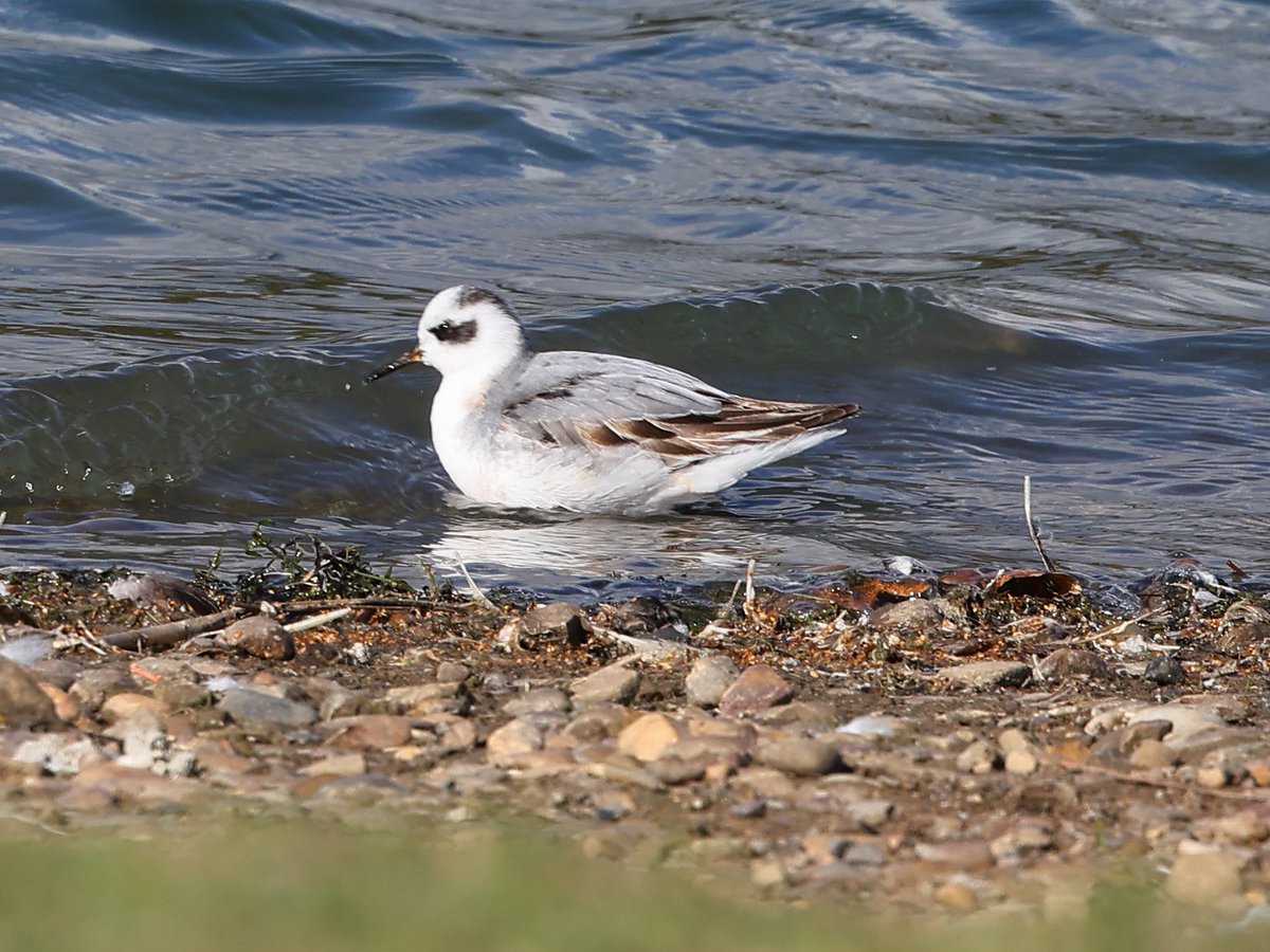 First winter Grey Phal at RVCP today. Mainly distant, but came close in to the main lake shore briefly, later flipping over to Meadowgate.
Thanks to the finder KRG who is on a bit of a hot streak currently.