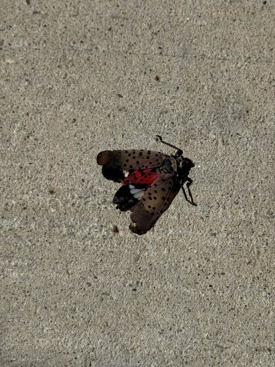 rbadgerscience's tweet photo. Charlotte killed the invasive lantern fly at BHS. https://t.co/DtztQZpKtz