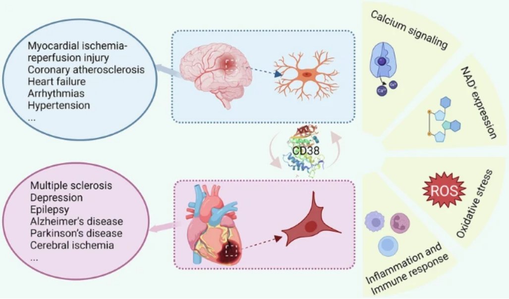 We need more data on CD38 in the context of #Parkinsons - new review provides a useful overview; "Clinical study reported a substantial decrease in the peripheral blood lymphocyte CD38+ phenotype in #Alzheimers &amp; PD patients as the disease progresses"
nature.com/articles/s4139…