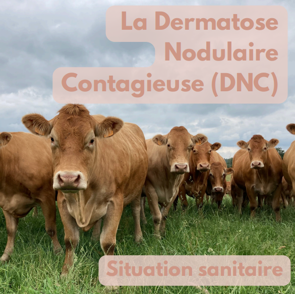 La Coopération Agricole Pôle Animal tweet media