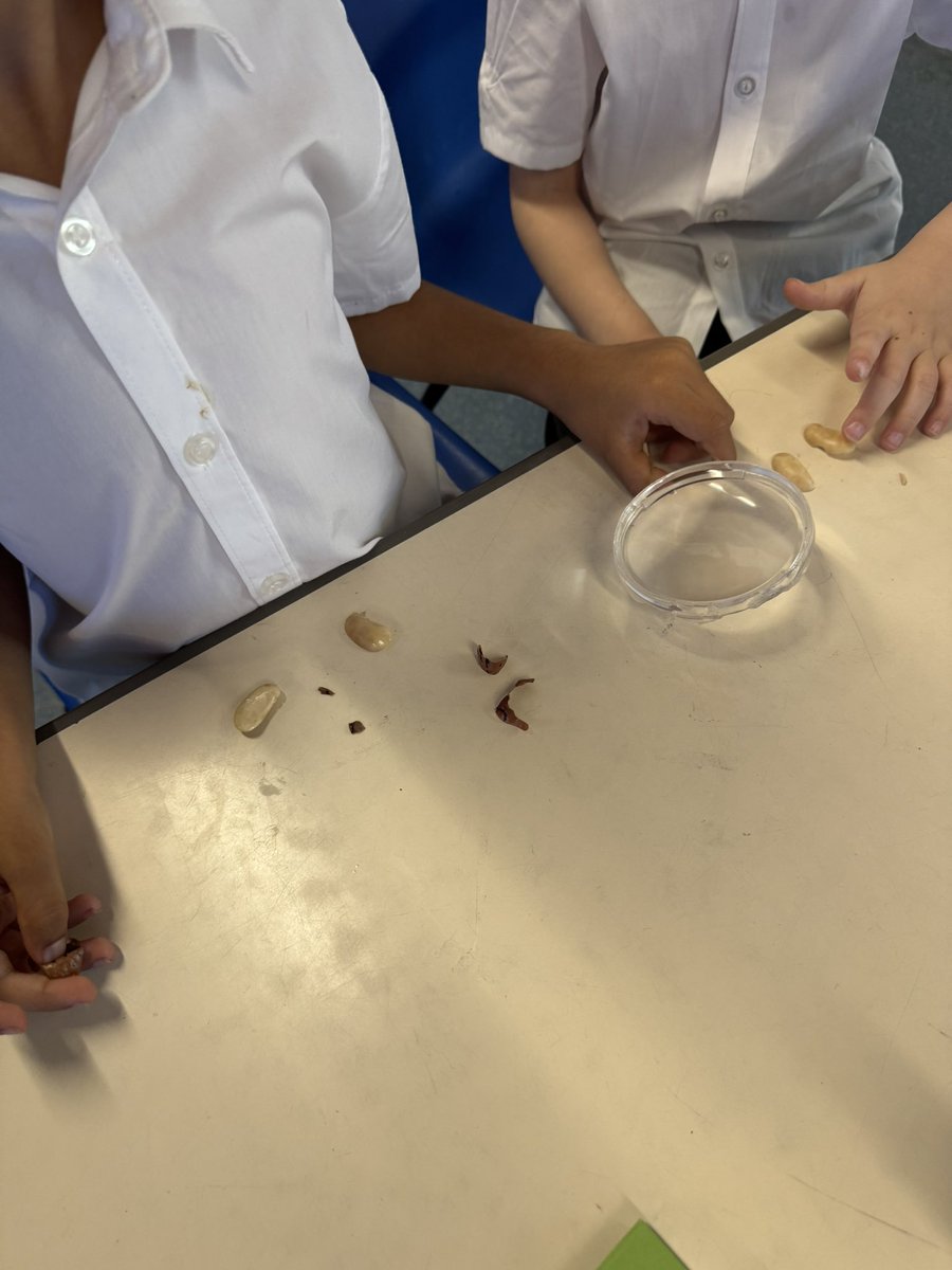 MrsTaylorBH's tweet photo. Yesterday in #BusheyHeathScience Year 2 dissected a bean! @MrsAndrewsBH https://t.co/kkGBvNs0WK