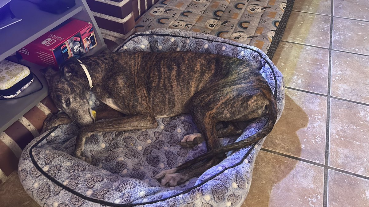 ¿Sabéis quien nos dio recuerdos hace unos días?. #Lucía (ahora Karma), desde Toledo. Ha tenido que ser intervenida por un tumor en una pata, y esperamos que ya quitado se quede bien y le permita disfrutar a la galga más especial y buena del mundo de una vejez feliz y tranquila.