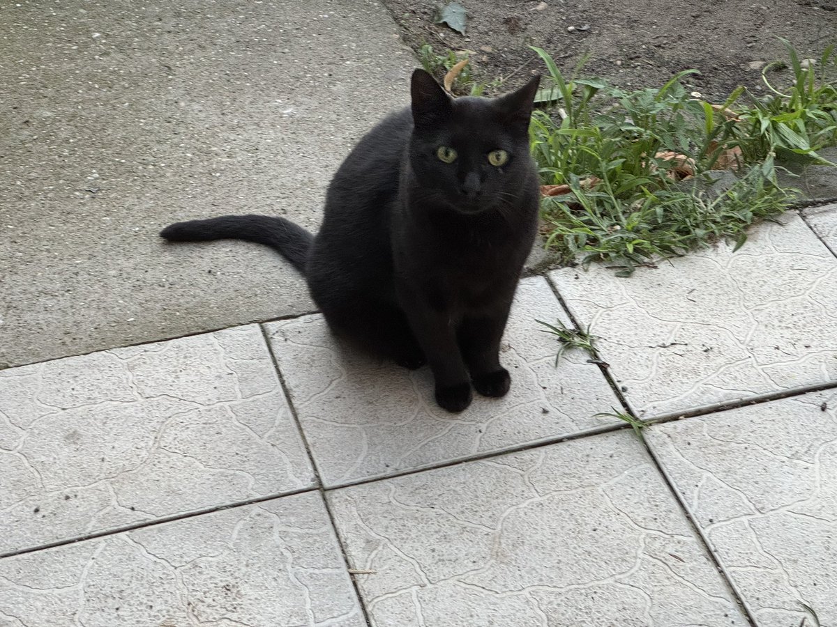 Котек… за ним ещё зачем-то мужик бегал)₽