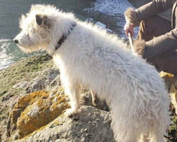 rosiedoc666's tweet photo. ‼️BELLA MISSING FROM #HORTON, #GOWER, #SWANSEA, #SA3. UNFAMILIAR WITH AREA. WAS BEING WALKED ON #SANDDUNES THERE. PLEASE KEEP A LOOKOUT AND MESSAGE WITH ANY INFO‼️
❌PLS DO NOT CALL HER NAME, CHASE OR TRY AND CATCH AS SHE WILL RUN DUE TO BEING SCARED ❌
@SwanseaOnline10 @HunnyJax https://t.co/ycGQ51Gsyd