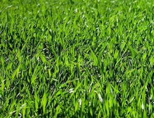 make_jui's tweet photo. So am I touching the right grass? #openseatouchgrass 
@opensea🌿🌿 https://t.co/KLvQ7pHA1Y