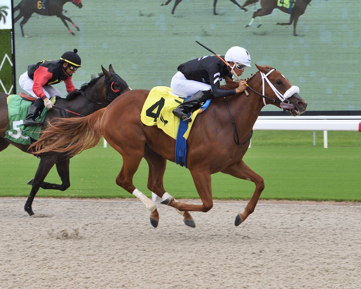 Mystical Belle takes race 3, ridden by <a href="/zayas_edgardo/">Edgardo Zayas</a>, trained by <a href="/SaffieJosephJr/">Saffie Joseph Jr.</a>, and owned by <a href="/MyRacehorse/">MyRacehorse</a>, P T Racing, Clay Sides, and Iohn Reinhard. #GulfstreamPark #SunshineMeet