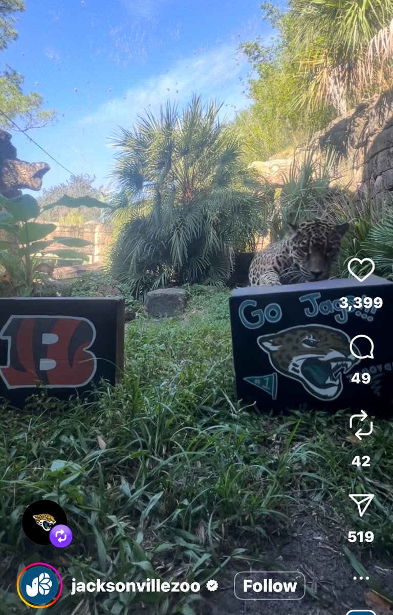 trevorville_'s tweet photo. JAX Zoo’s Jaguar picks the Jags to win 😎 https://t.co/SE29WCAqCn
