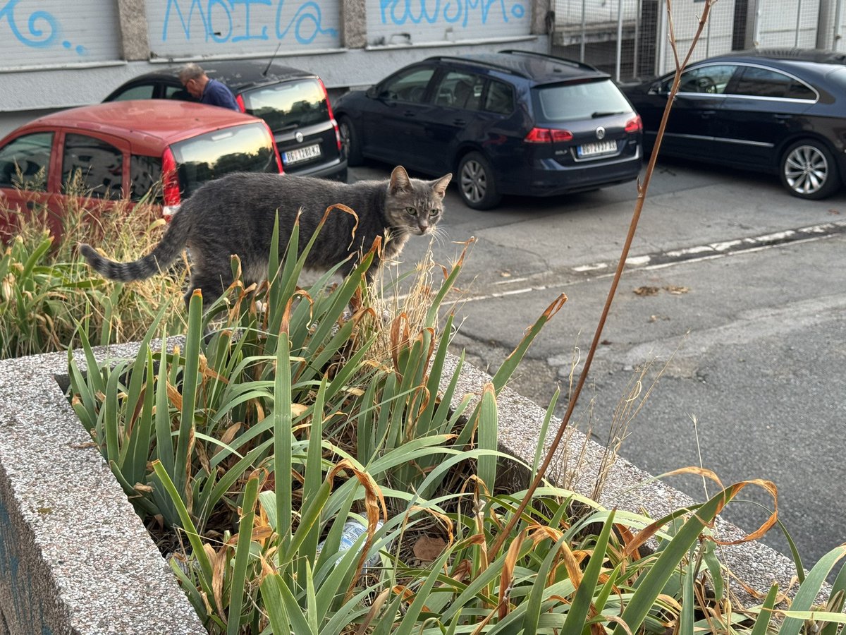 И ещё один котейка