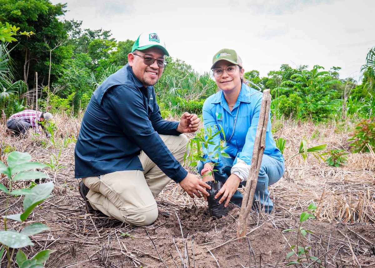 WCS_Mesoamerica's tweet photo. Nos unimos al reconocimiento del #DíaNacionaldelGuardarecurso en #Guatemala, resaltando la labor de quienes protegen y cuidan nuestros bosques cada día.

En este marco, celebramos el lanzamiento de la iniciativa de Restauración del Paisaje Forestal en la Reserva de la Biosfera Maya, Petén.

Este esfuerzo contempla la recuperación de 109 hectáreas mediante la plantación de especies de gran importancia ecológica y económica como caoba, ramón, ceiba, chico zapote, entre otras.

Se trata de un trabajo conjunto entre el Consejo Nacional de Áreas Protegidas (CONAP), WCS Guatemala, Rainforest Alliance, la Asociación de Comunidades Forestales de Petén (ACOFOP) y la Asociación Forestal Integral Cruce a la Colorada (AFICC), con el valioso acompañamiento de autoridades, comunidades locales, estudiantes y aliados en la conservación.

@CONAPgt @ChechaPaz_WCS