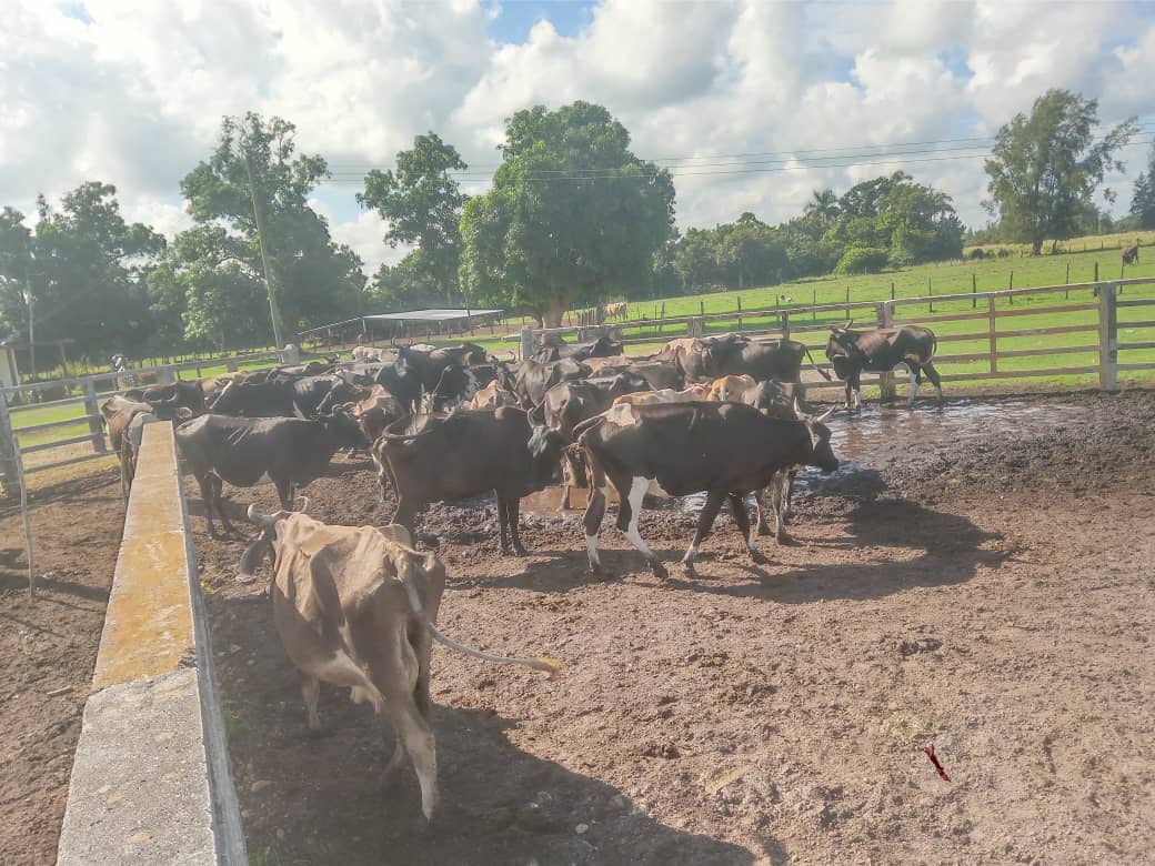 rlicea_mojena's tweet photo. Realizan autoridades pineras, recorrido por la ganadería, se evalúa la siembra de alimento animal, la entrega de leche a la industria, la ceba de toros, la natalidad, entre otros temas vitales para la recuperación de este sector #IslaDeLaJuventud #SentirPinero #SiSePuede #Cuba https://t.co/qjr9nZu5Cm