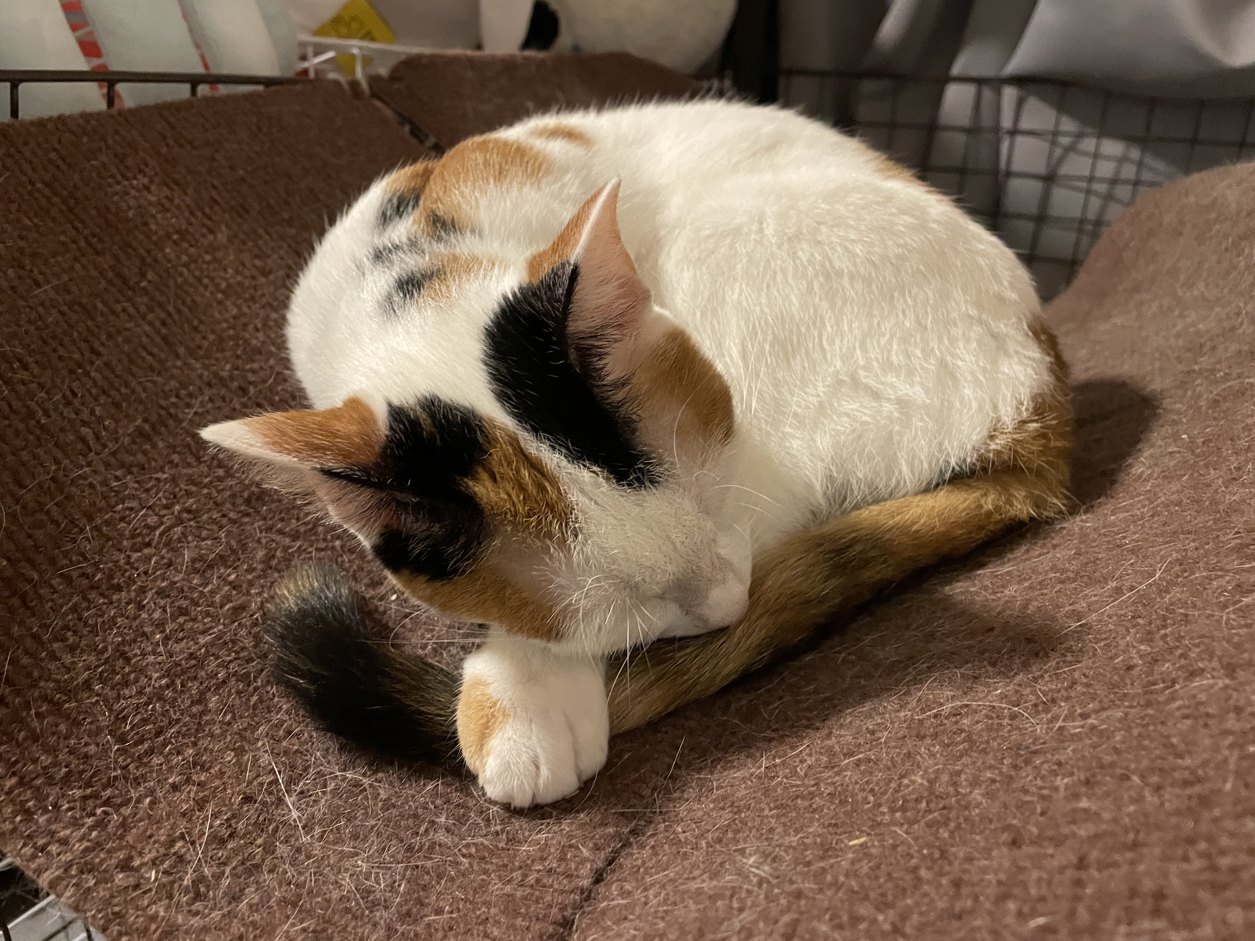にゃんちくだいすきくらぶ on X: 