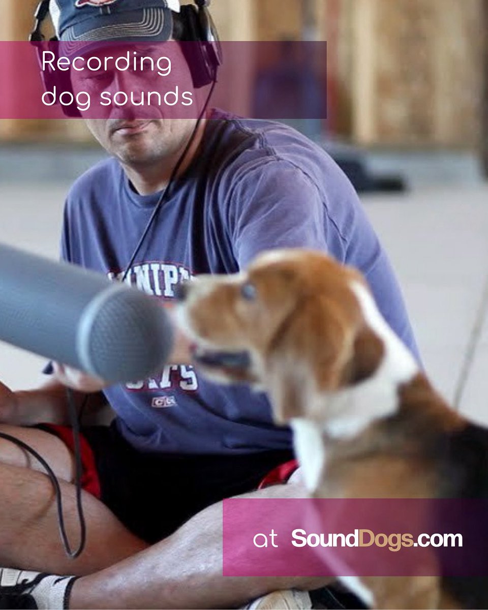 Sounddogs tweet media