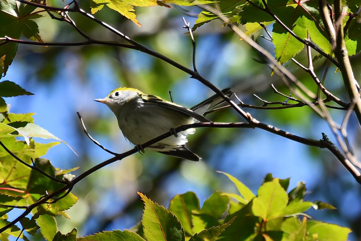 gigi_nyc's tweet image. Not the sharpest shots when they're way up high but great to see some warblers at Maple Grove Cemetery this week: blackpoll, Nashville, chestnut-sided, and bay-breasted. #warbler #fallmigration #birdwatching