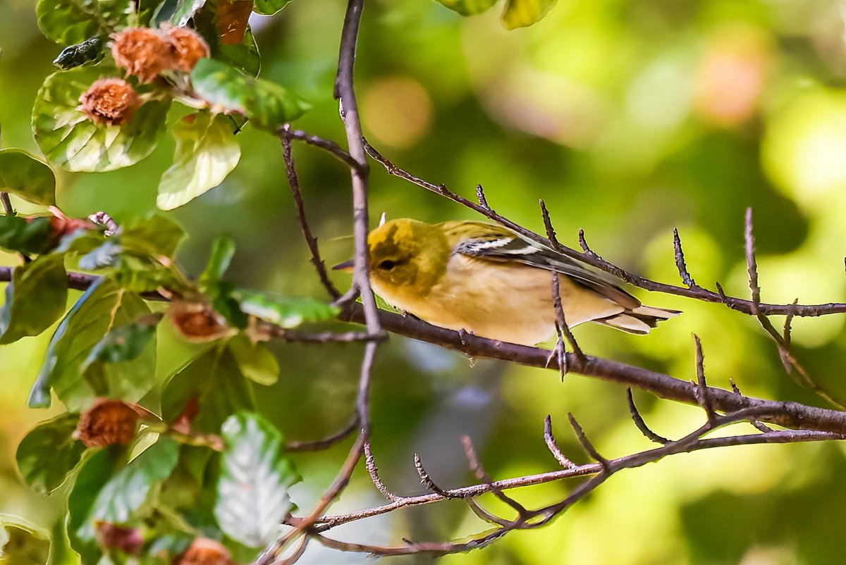 gigi_nyc's tweet image. Not the sharpest shots when they're way up high but great to see some warblers at Maple Grove Cemetery this week: blackpoll, Nashville, chestnut-sided, and bay-breasted. #warbler #fallmigration #birdwatching