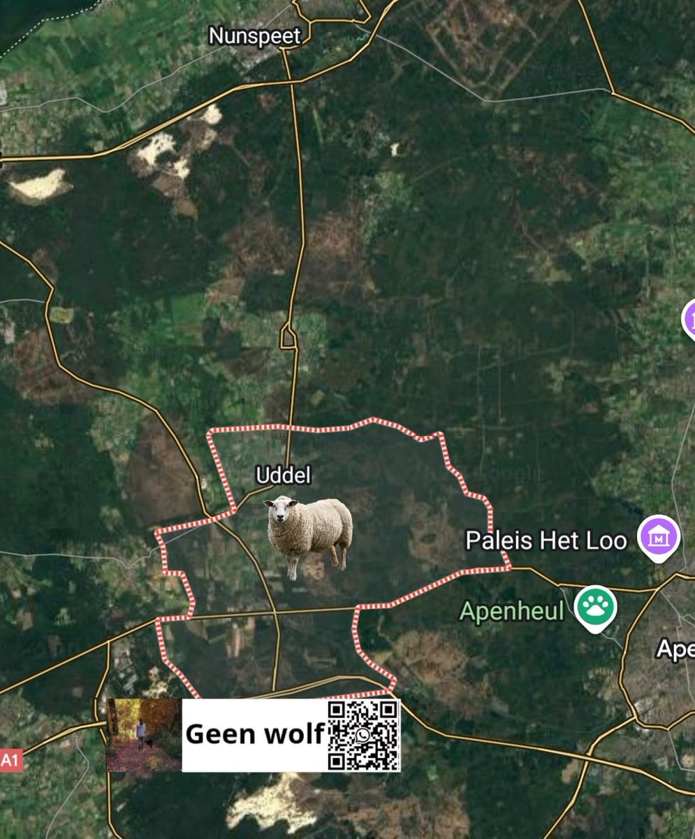 AnitaGeenWolf's tweet photo. 🐺 wolfalert #wolvenmeldpunt GeenWolf ❌🐺 
scheurmelding 
12-09-25
#Uddel Gelderland 

wolvenaanval op schapen, 1 schaap gedood.

🐺 meldingen liefst zsm met GoogleMaps 📌 naar wa 
31617018889
@GeenWolf https://t.co/P3DgeFwwC3