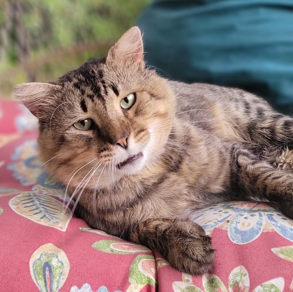 Donna McAdams tweet media