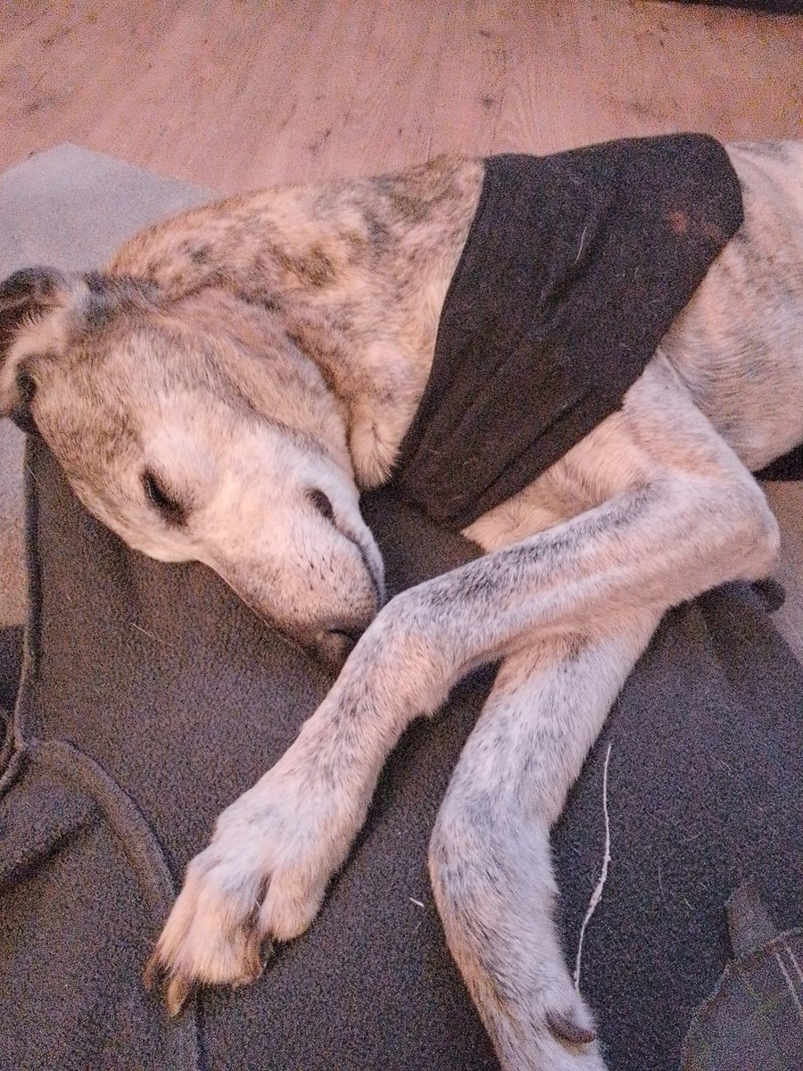 TimeOutLinz's tweet image. Tuther Aife™ made our old boy a new pillow. An old walking jumper of his and a couple of old cushions out of the greenhouse, which he laid on in the sunshine with his brother.
He loves it ❤️❤️❤️.
The Boy will be 12 on Tuesday.