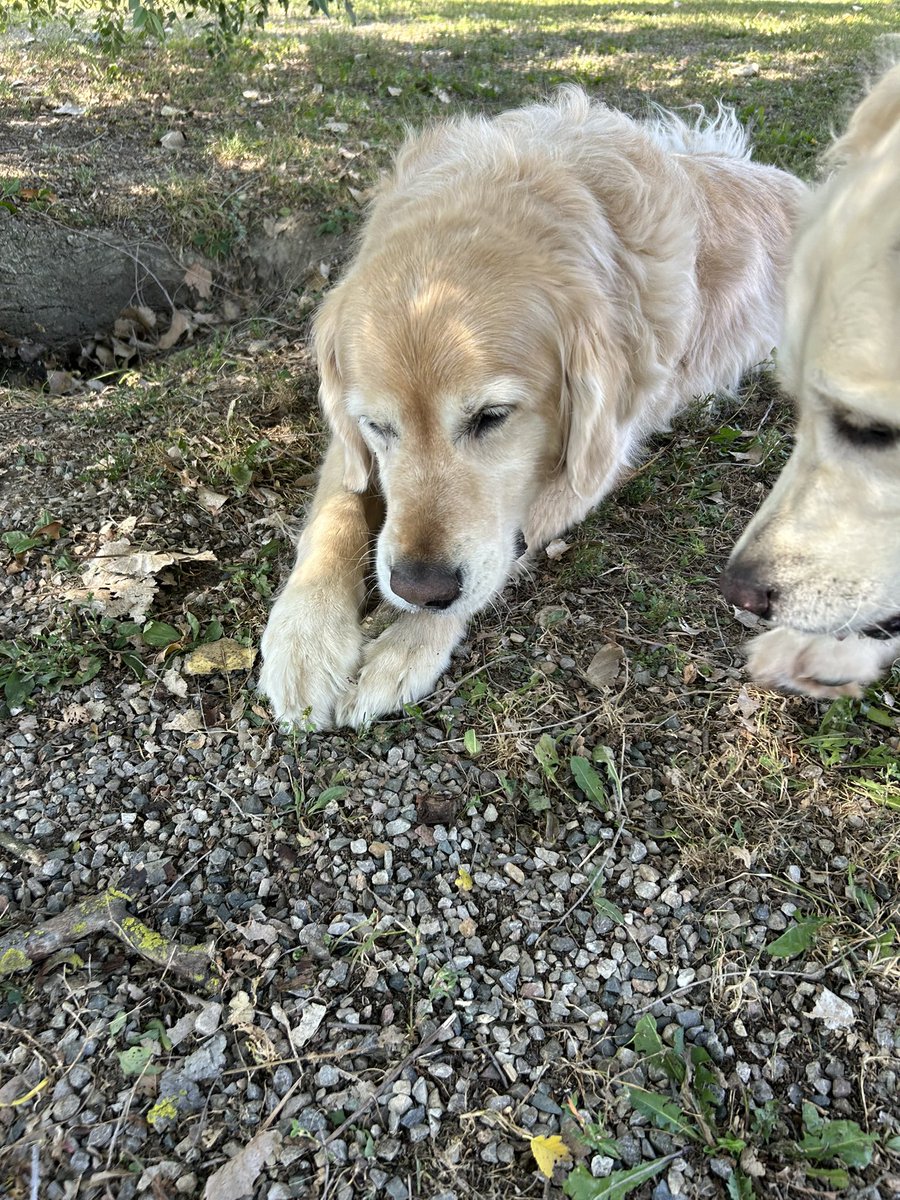Friday! Dog-day afternoon with Huckleberry and Hollyberry at the dog park
