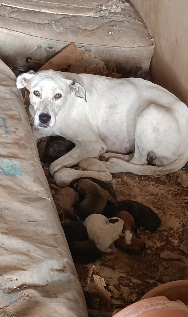 💔 APPELLO DISPERATO – POGGIO SAN FRANCESCO 💔

Dentro una casa abbandonata, nascosti tra muri freddi e sporchi, ci sono una mamma coraggiosa e i suoi 11 cuccioli appena nati.
Lei cerca di proteggerli come può, ma da sola non ce la farà.
Loro piangono, cercano calore, e ogni