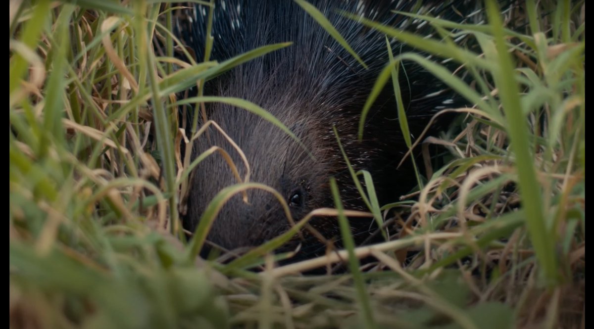 Spielberg for the sharks hatred post Jaws 🤝 Aranya Sahay for the porcupines love post HUMANS IN THE LOOP. Love it when a film makes me see/love something in a new light, by humanizing (even this human word feels biased while talking about an animal after watching this film)