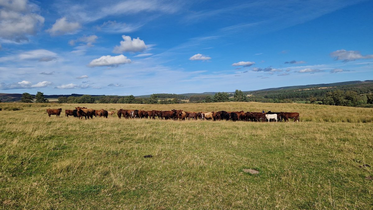 Edinvale Farm 🌱🐂 (@edinvalefarm) on Twitter photo 