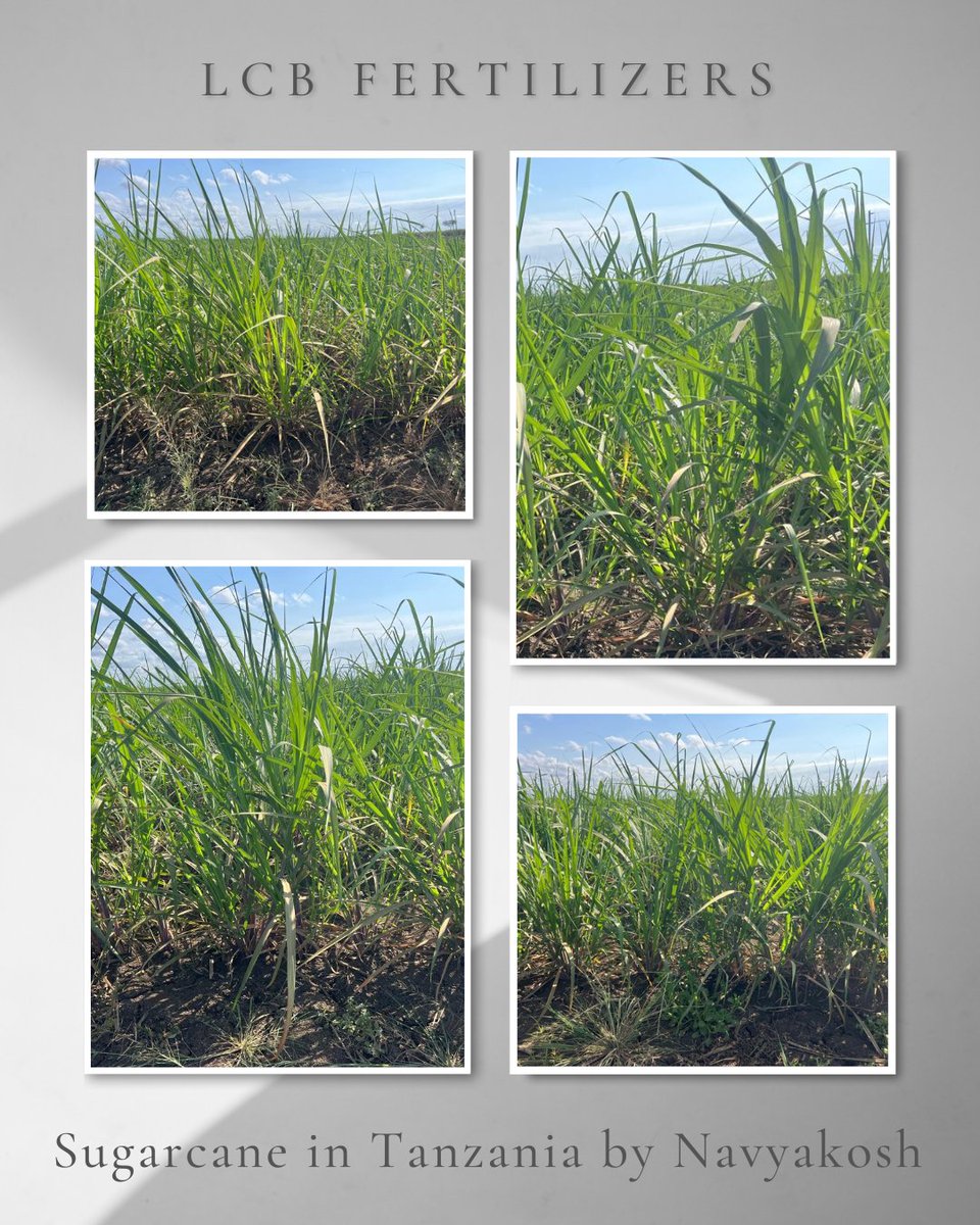 LCB Fertilizers Private Limited (@akshaysri35) on Twitter photo Milestone in Sustainable Farming!
Thrilled to share the successful sugarcane plantation in Tanzania using #Navyakosh by LCB Fertilizers.
Empowering farmers with eco-friendly nutrients & boosting yield—naturally! 
#LCBFertilizers #SustainableAgriculture #Sugarcane #Tanzania Milestone in Sustainable Farming!
Thrilled to share the successful sugarcane plantation in Tanzania using #Navyakosh by LCB Fertilizers.
Empowering farmers with eco-friendly nutrients & boosting yield—naturally! 
#LCBFertilizers #SustainableAgriculture #Sugarcane #Tanzania