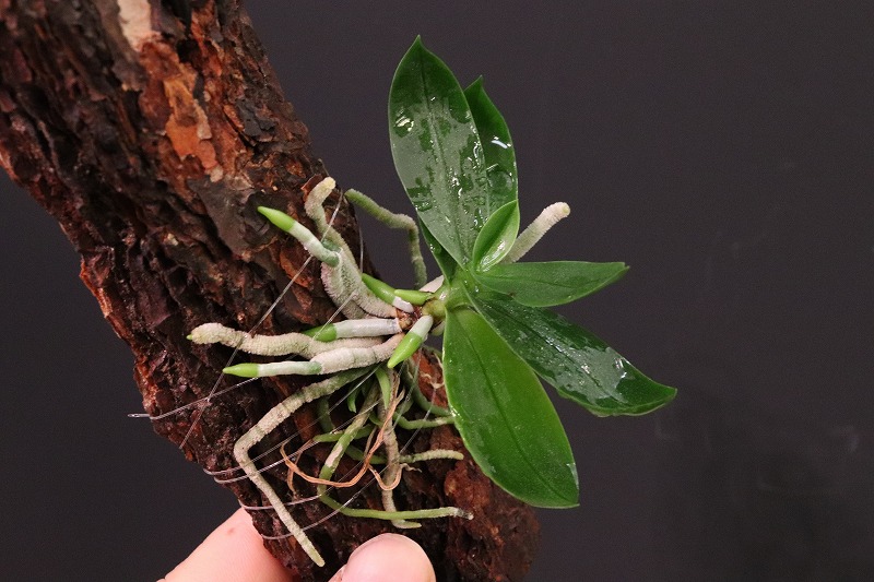 【NK】 tweet media