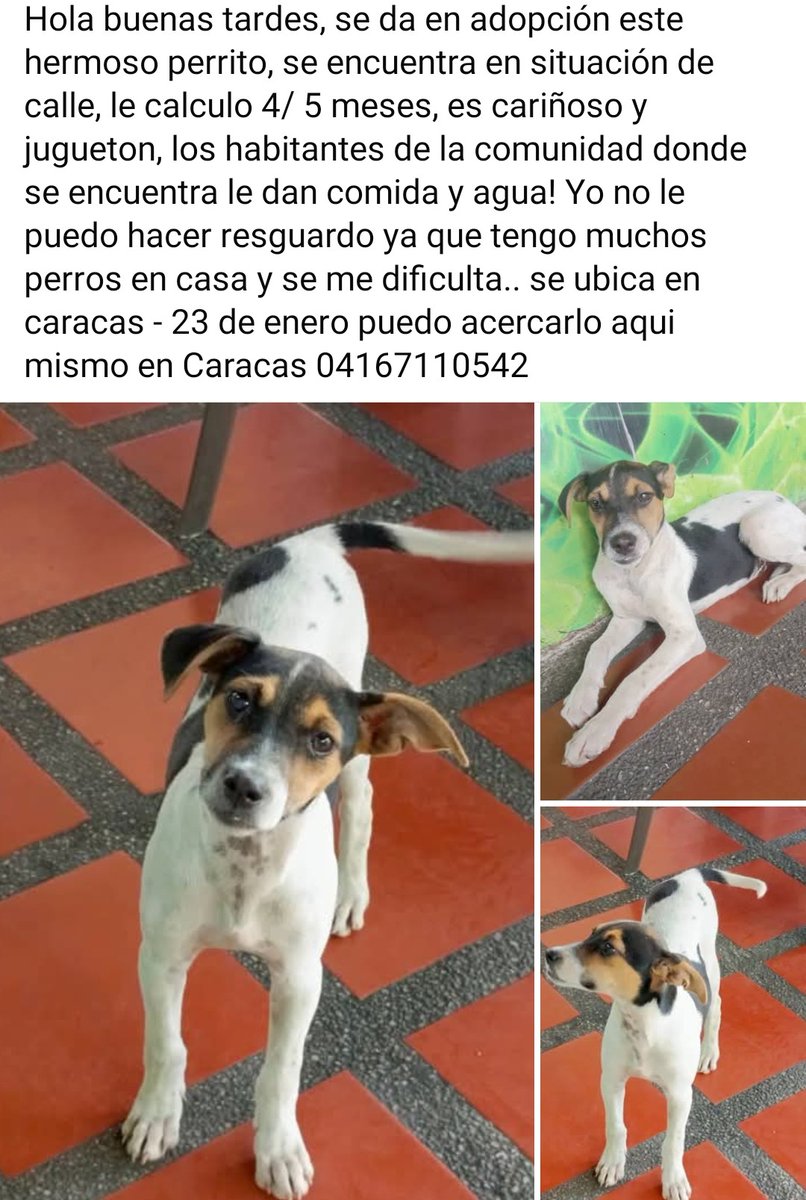 Lindo galán en adopción responsable, CARACAS