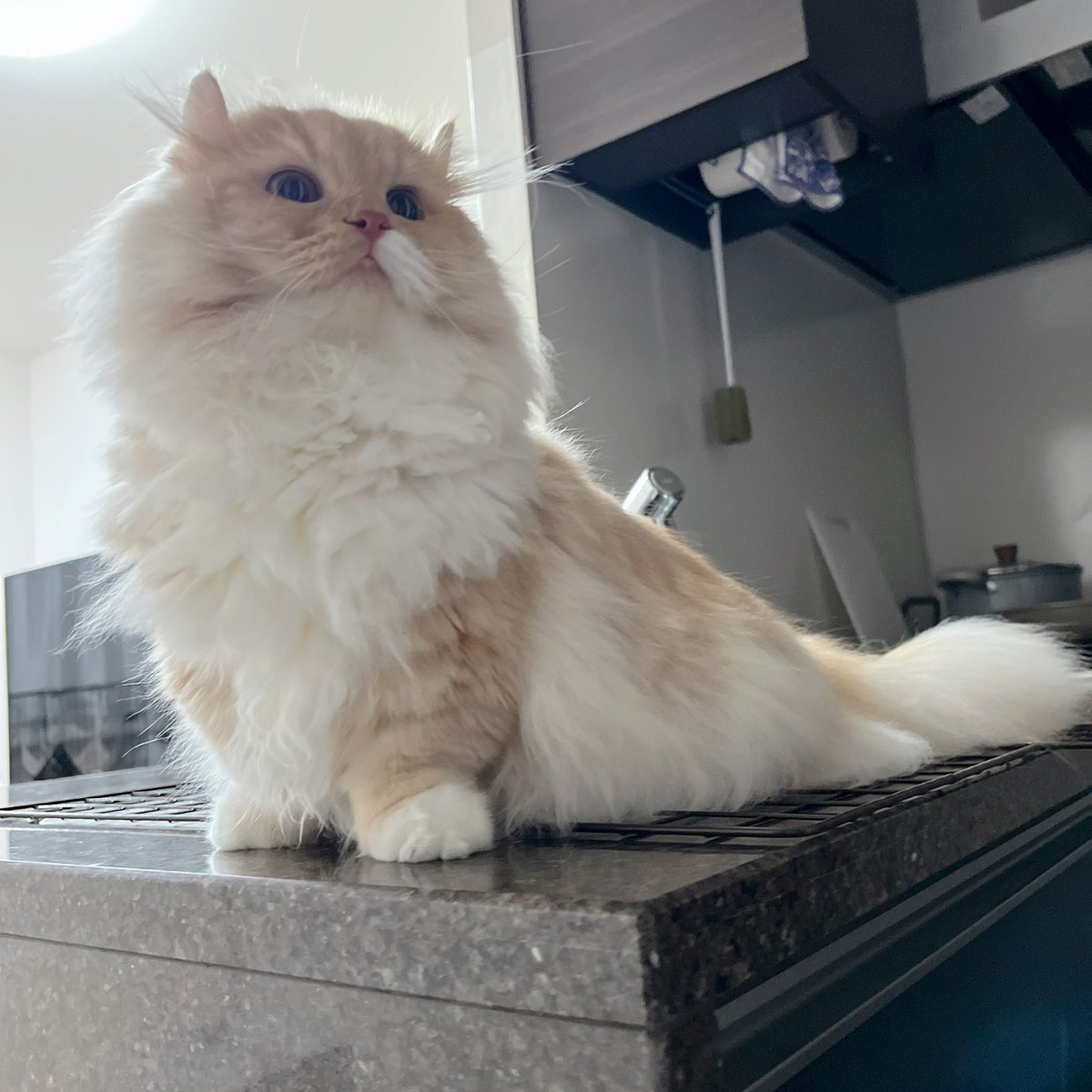 ぽこた ぽこた☁️耳毛ミヌエット (@pktpkpk) / Posts / X