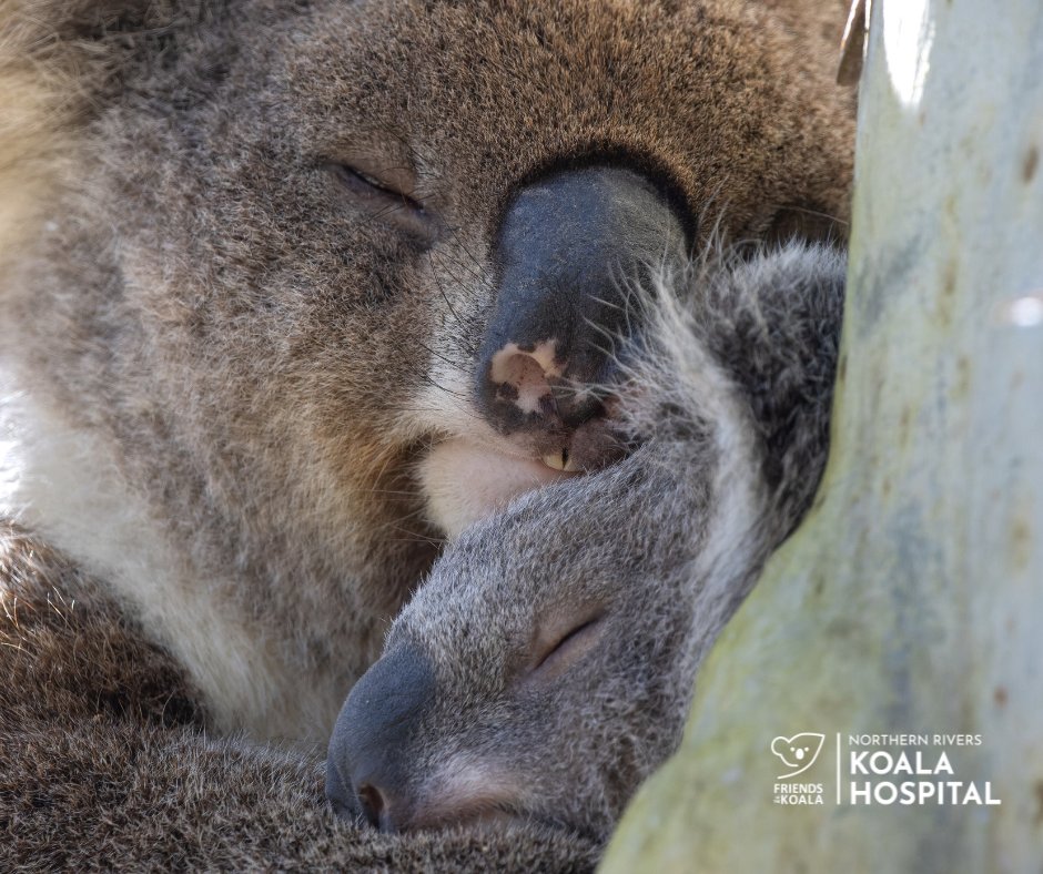 Friends_Koala's tweet photo. 🐨 Northern Rivers koalas are nationally significant but 80% of their habitat is gone. Roads are deadly - 67 lost in 2024 alone. Protecting &amp; restoring habitat is urgent 💚 #KoalaConservation #HabitatRestoration #SaveTheKoala #FriendsOfTheKoala https://t.co/VBYUVWKBYk