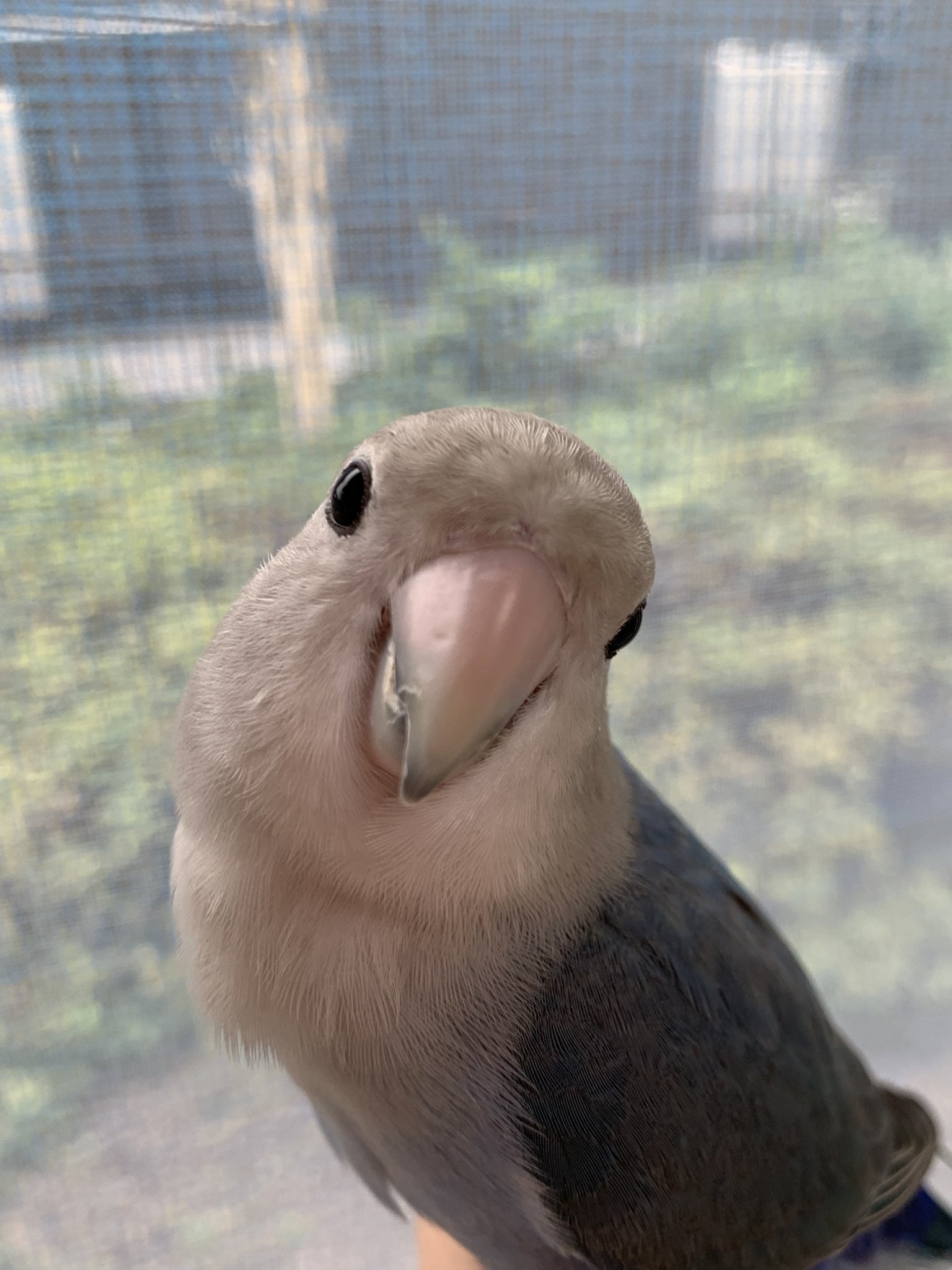 バードショップ lovebirdとちぎ on X: 