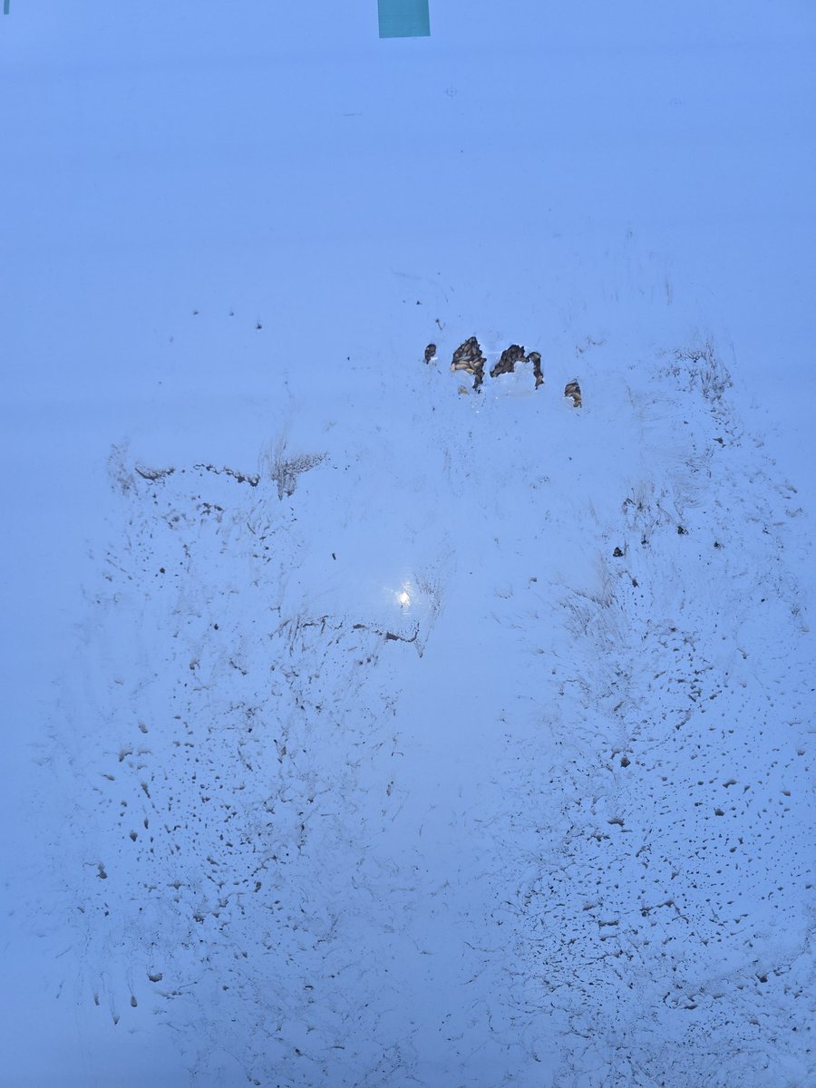 Bears+grain bags=🏳️‍🌈