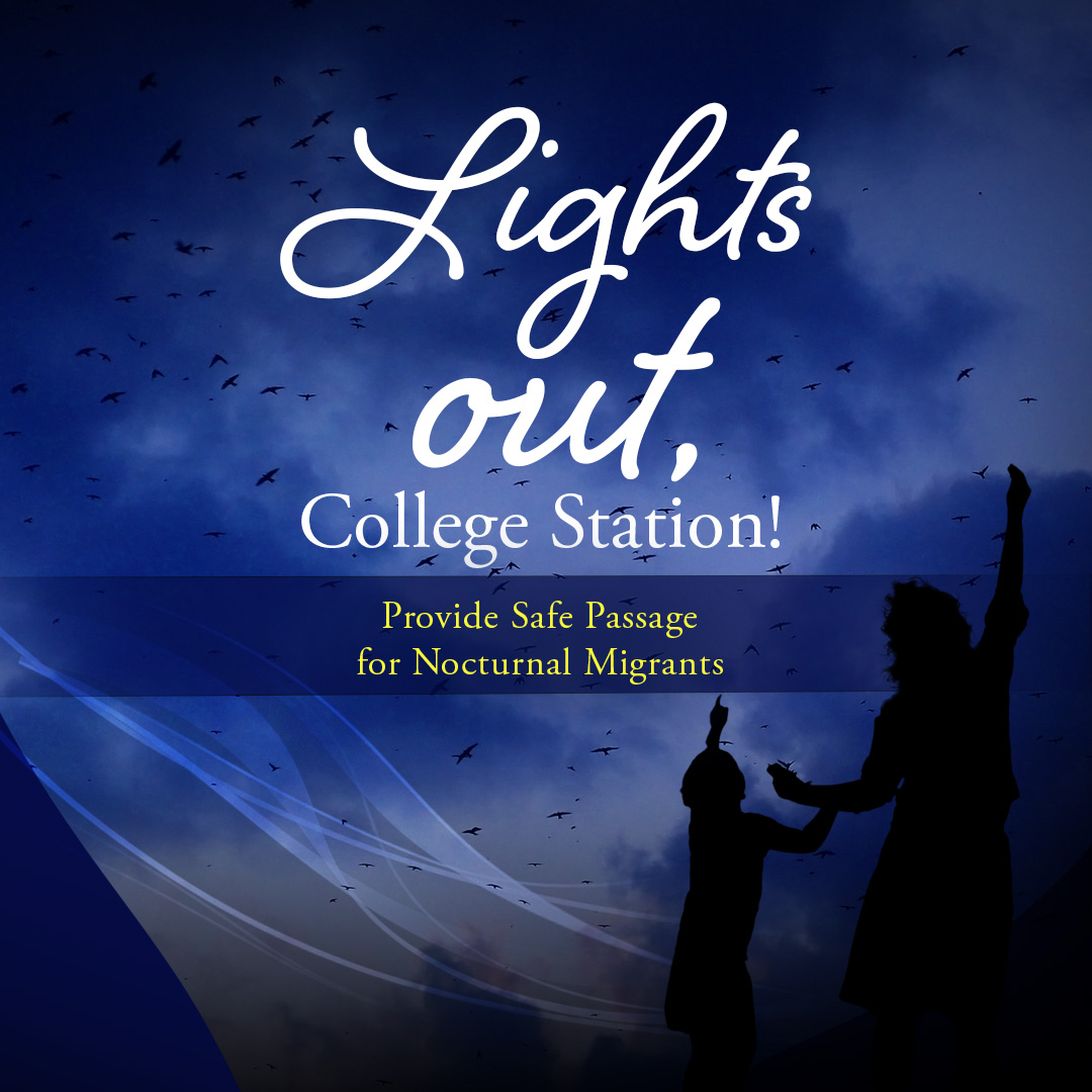 What if saving migrating birds was as simple as flipping a switch? 🐦💡

During fall and spring migration, bright lights can confuse birds at night. Keep them on course by turning off non-essential lights from 11 p.m. to 6 a.m.

Learn more ➡️bit.ly/44IwF2U
