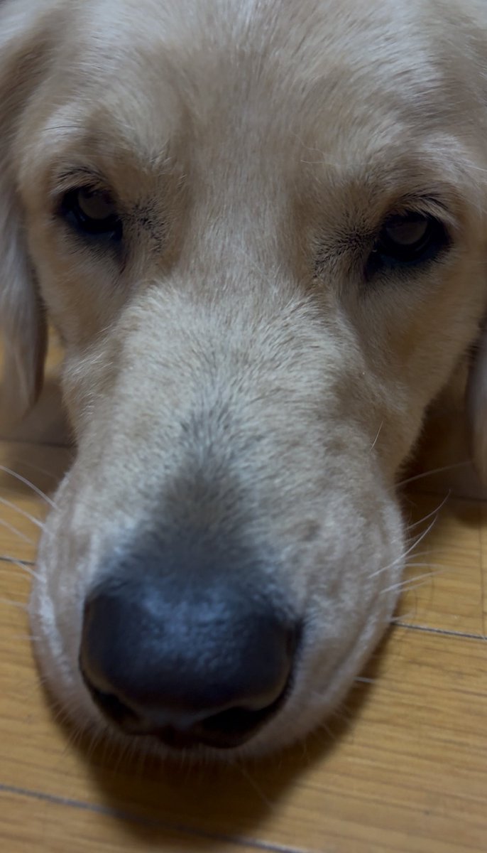 ゴールデンレトリバーのロト　食べたいの視線をぶつけてくる犬
youtube.com/shorts/OYlkAVu…

#ゴールデンレトリバー #大型犬 #パピー