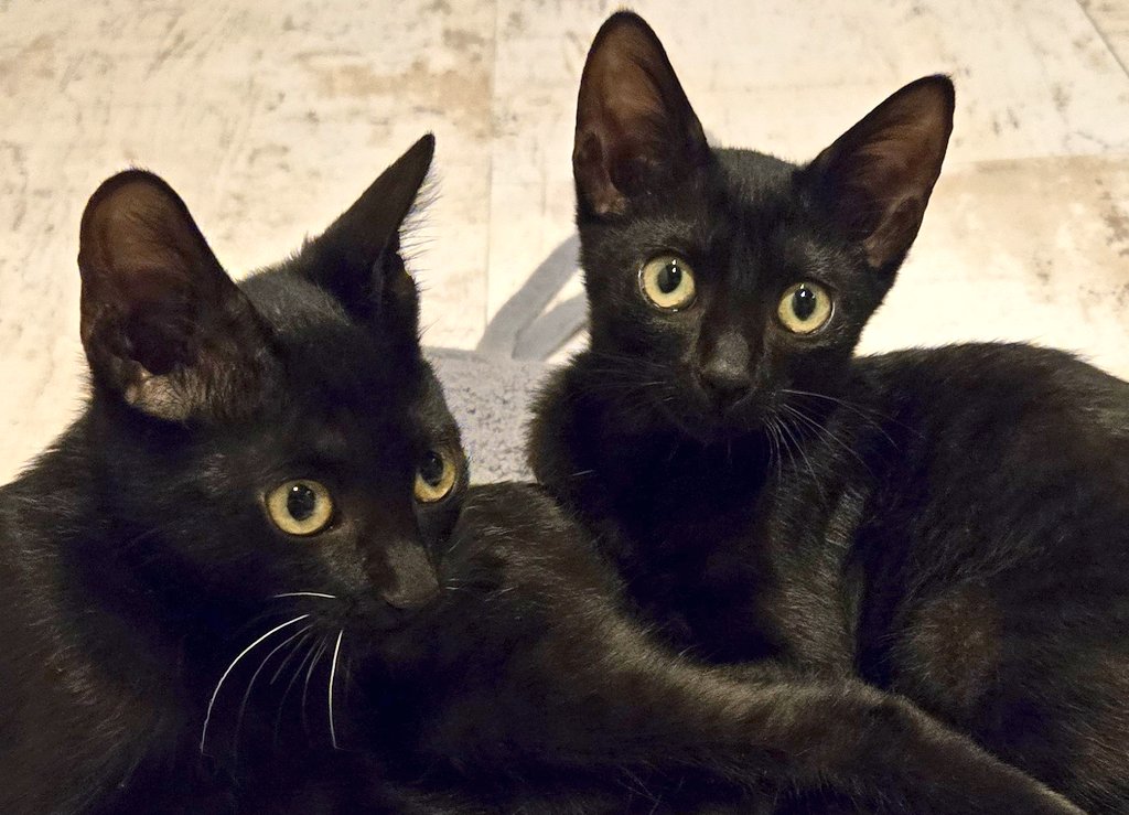 ポンタポンタ【YouTube】 (@pontaxxxponta) / Posts / X