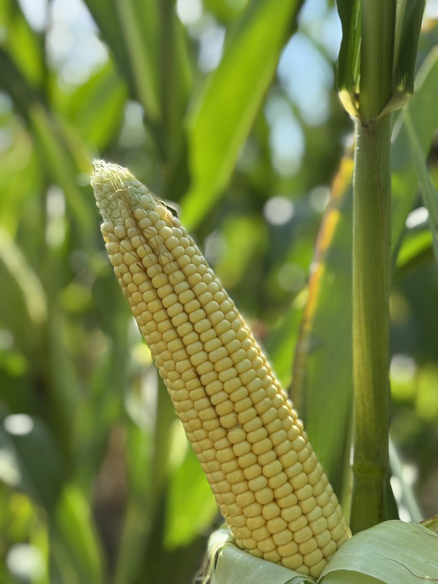 Soooo….Lots of talk on potential yields, but what are we thinking on corn maturity? Little concerned with some of the later planted fields in #haldimand #ontag