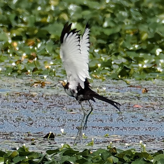 レンカク、初見初撮り😊
#野鳥撮影
#レンカク
#OM1
