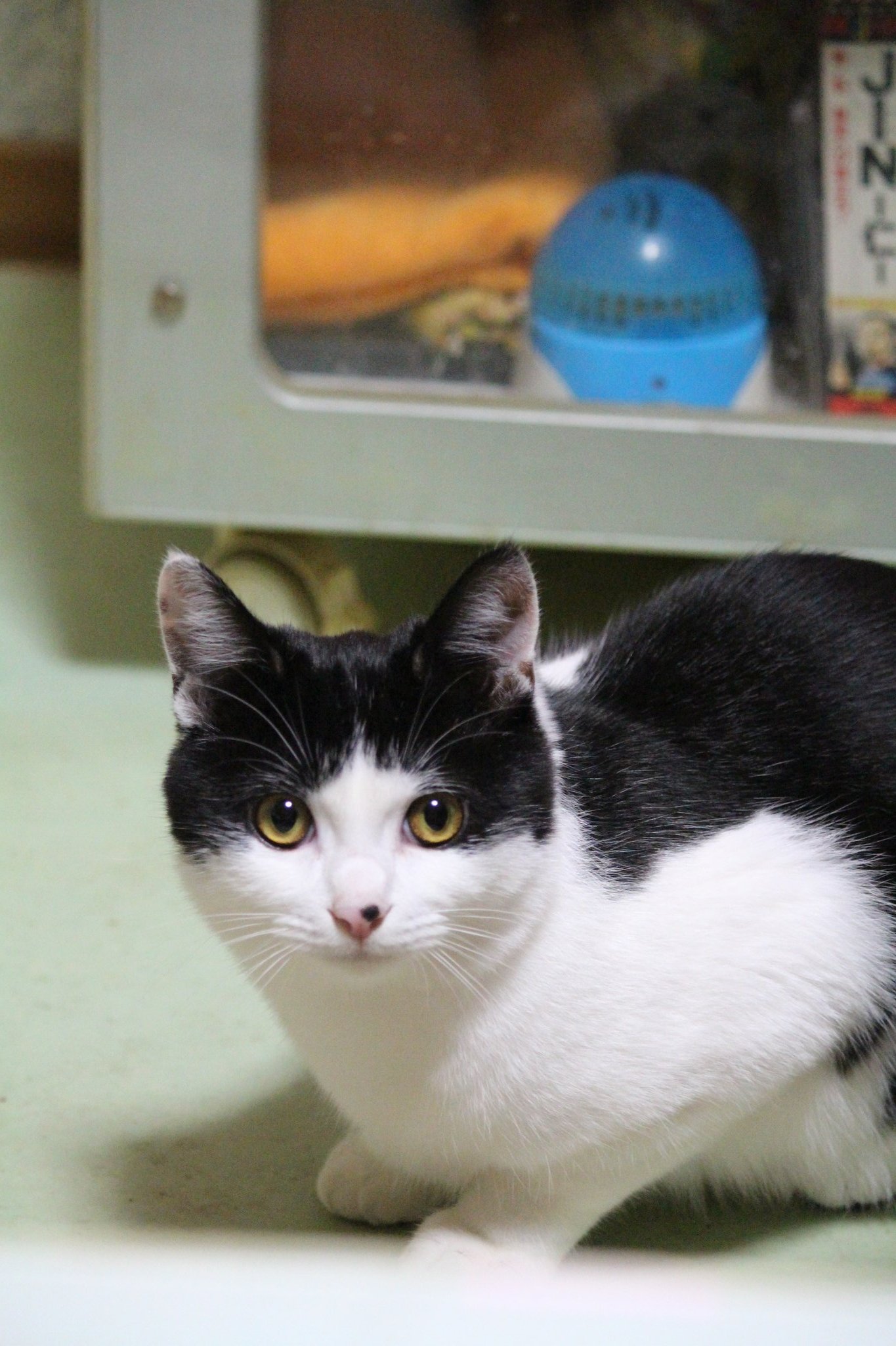 猫 迷子鳥探し on X: 