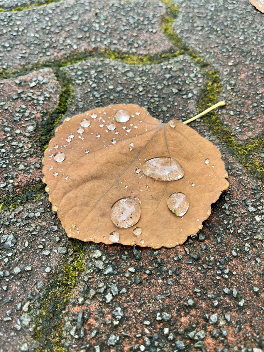 oga_mame's tweet photo. 雨上がり、ままごとのお皿。 https://t.co/3KGqskJ8uo