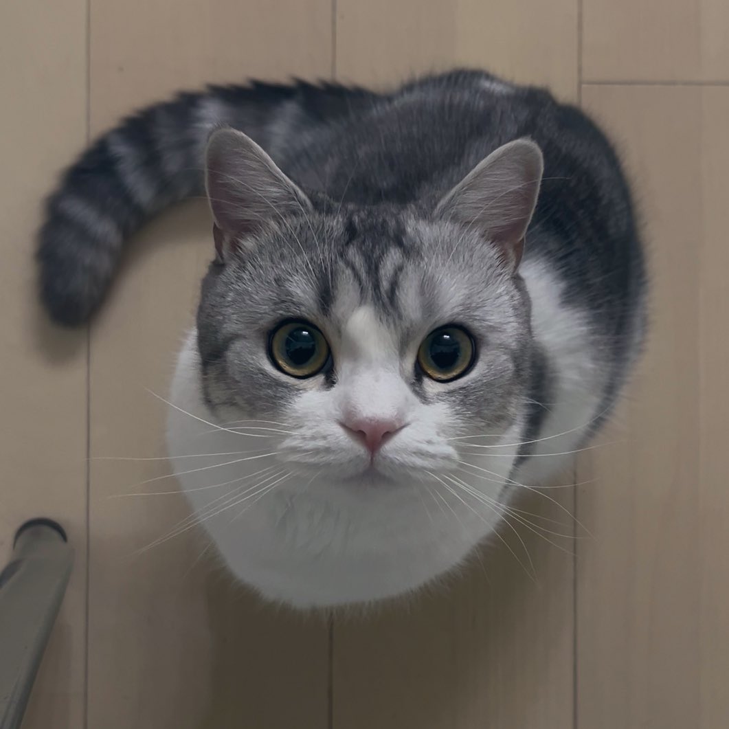 pono_neko_cat's tweet image. 芸術作品みたいな愛猫
#猫 #ねこ
